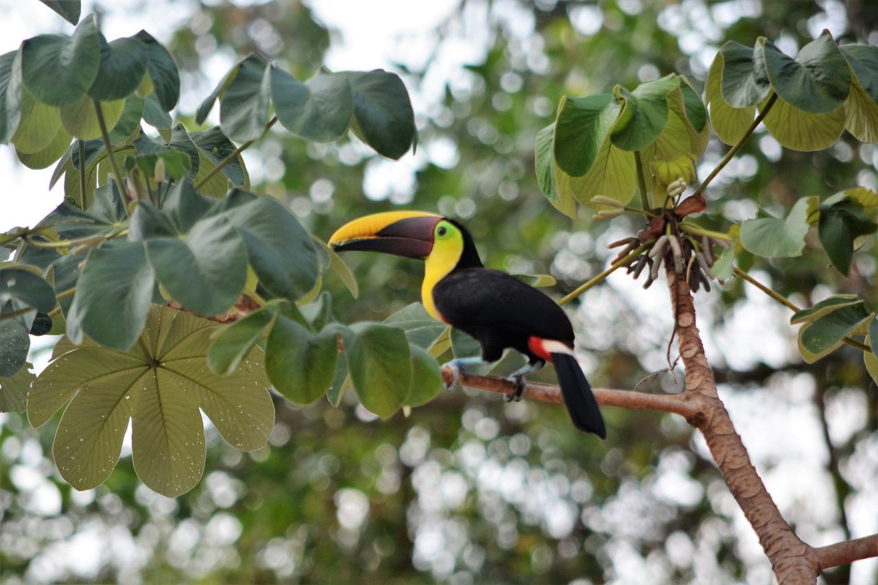 Casa Del Toucan ドミニカル エクステリア 写真