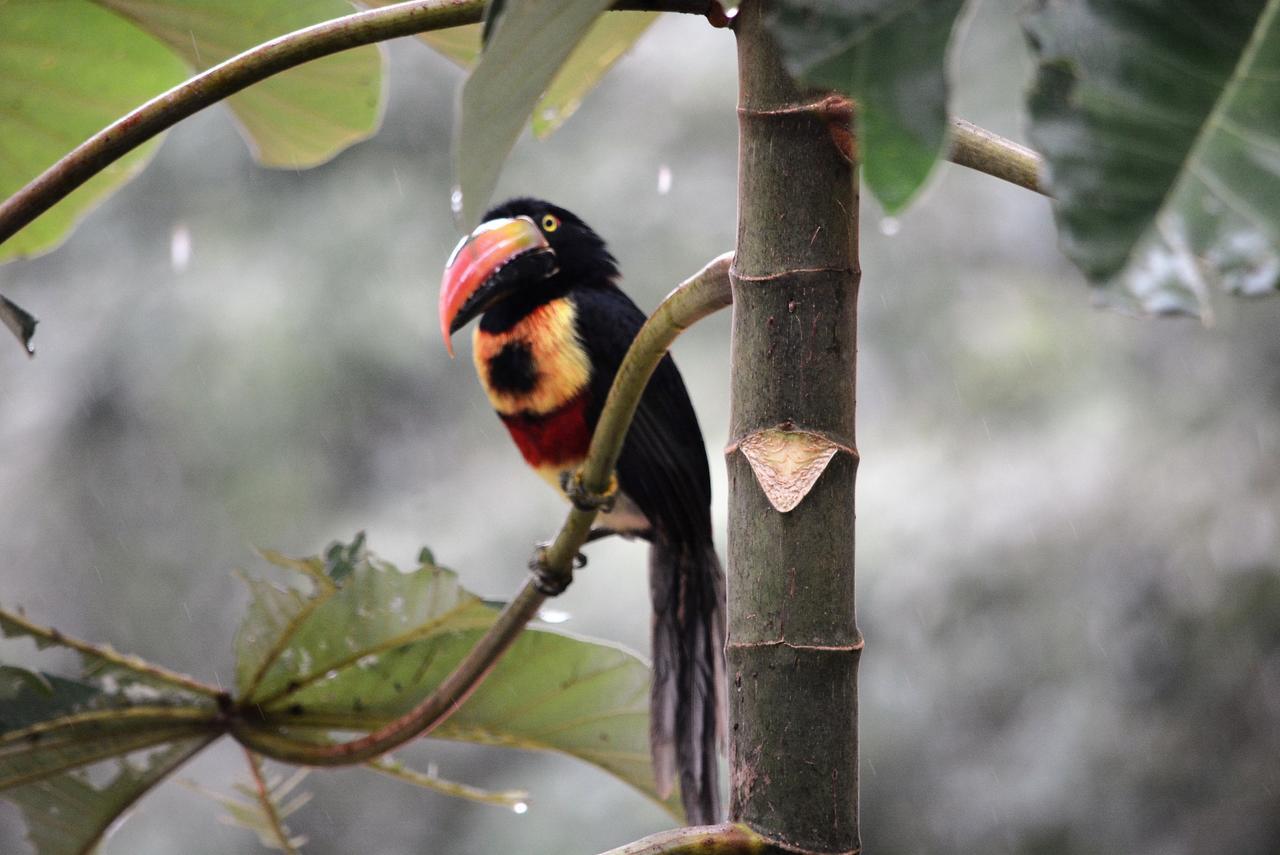 Casa Del Toucan ドミニカル エクステリア 写真