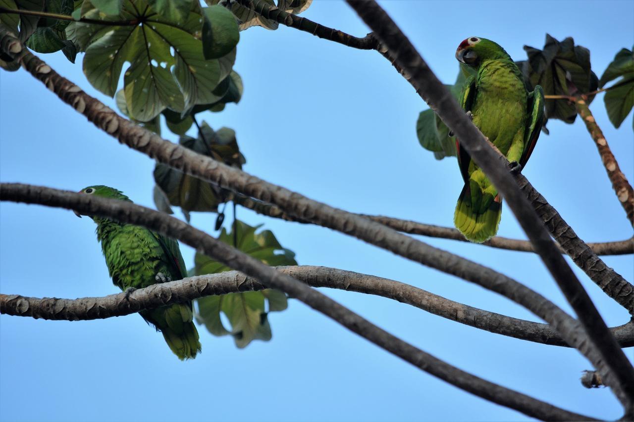 Casa Del Toucan ドミニカル エクステリア 写真